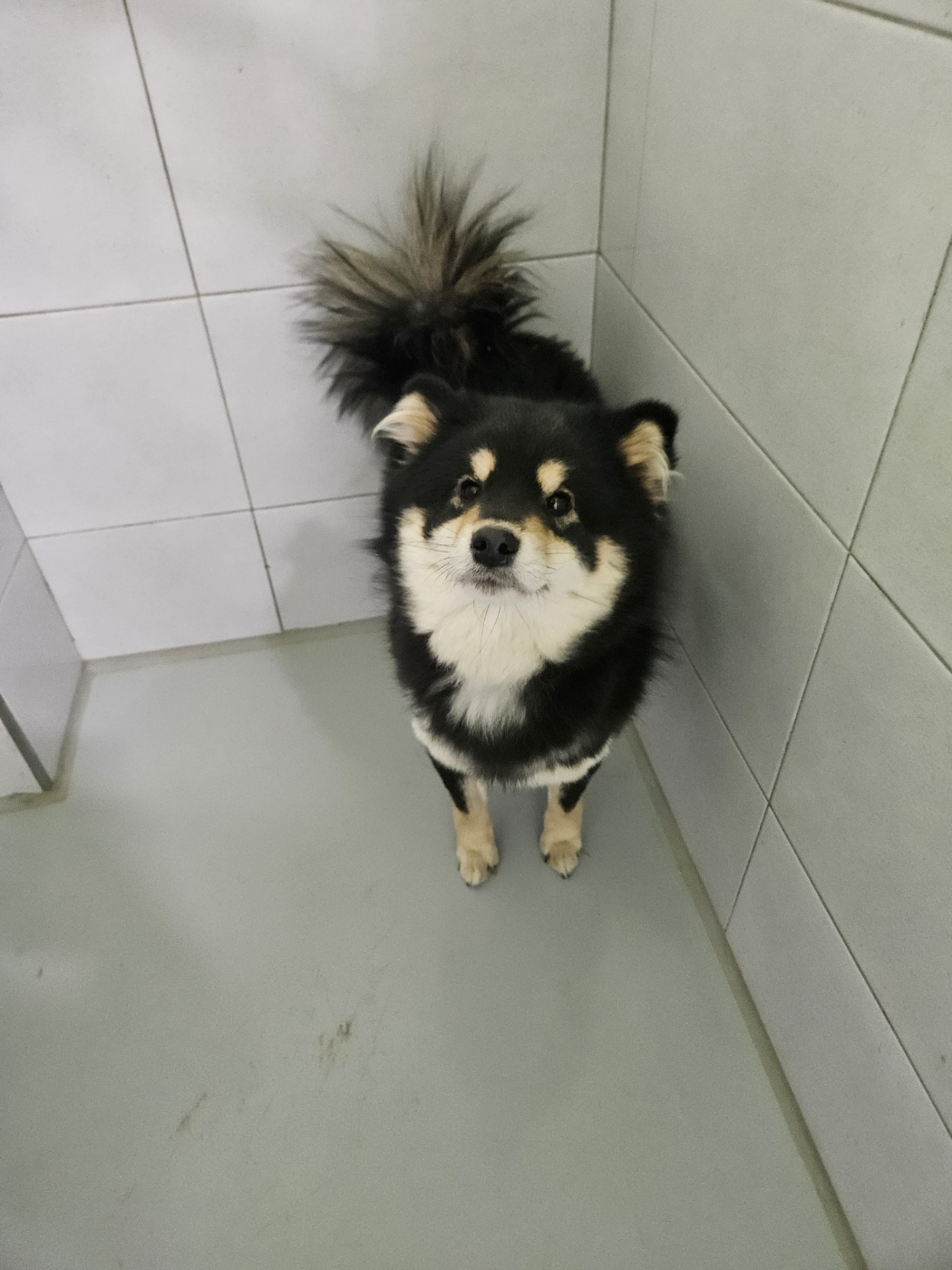 아산동물복지지원센터_444452202400030